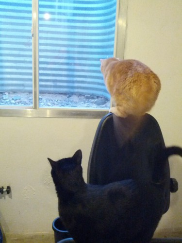 Pepper and Saffron Stalking a Baby Bunny